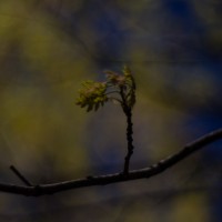 First shots31©JamesECockroft 20140402