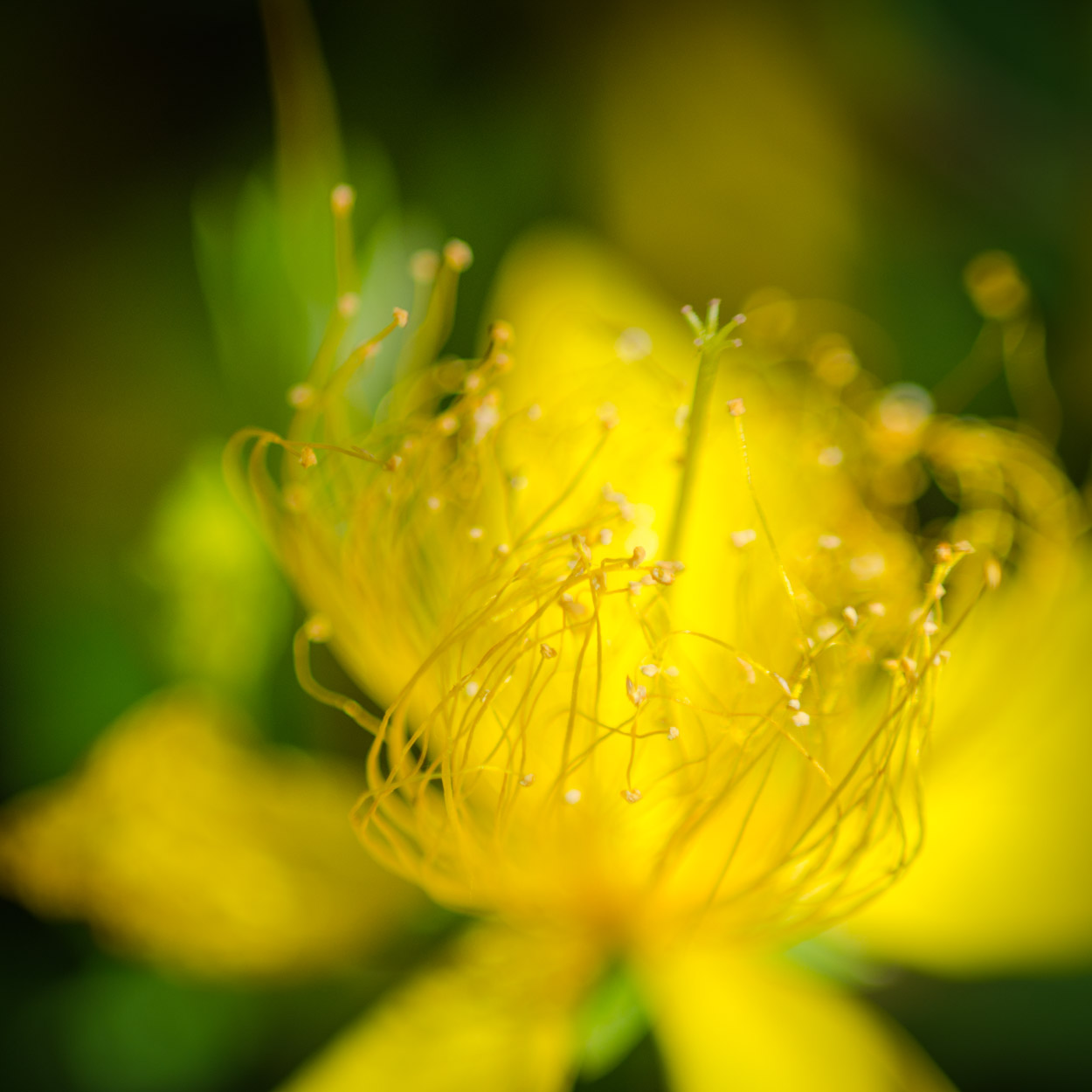 Dallas Arboretum 20140529|51|©JamesECockroft-20140529