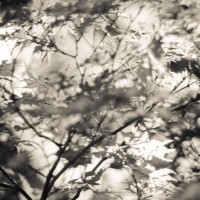 Dallas Arboretum 2014052958©JamesECockroft 20140529