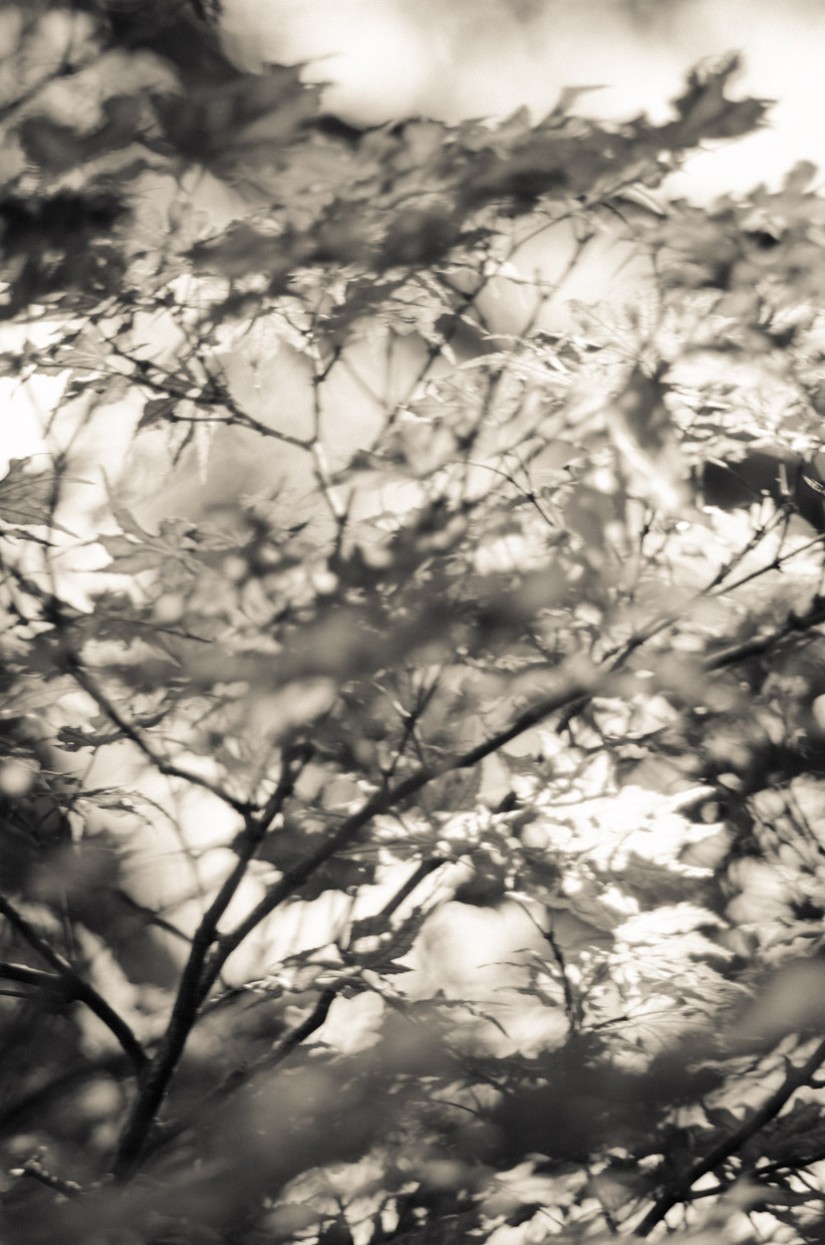 Dallas Arboretum 2014052958©JamesECockroft 20140529