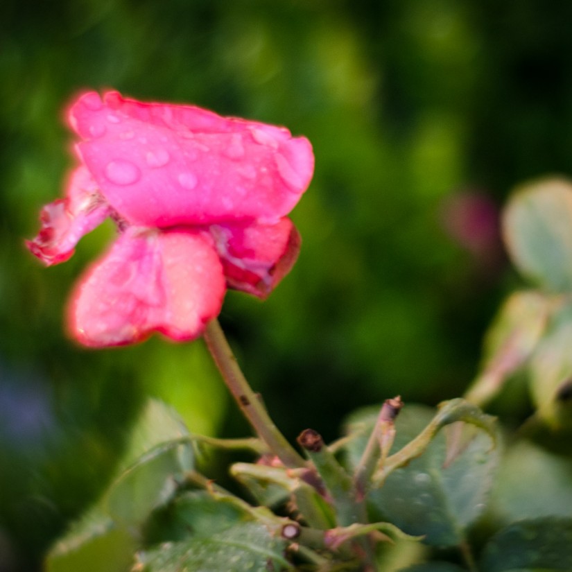 Petzval 1©JamesECockroft 20140525