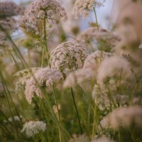Petzval 38©JamesECockroft 20140518