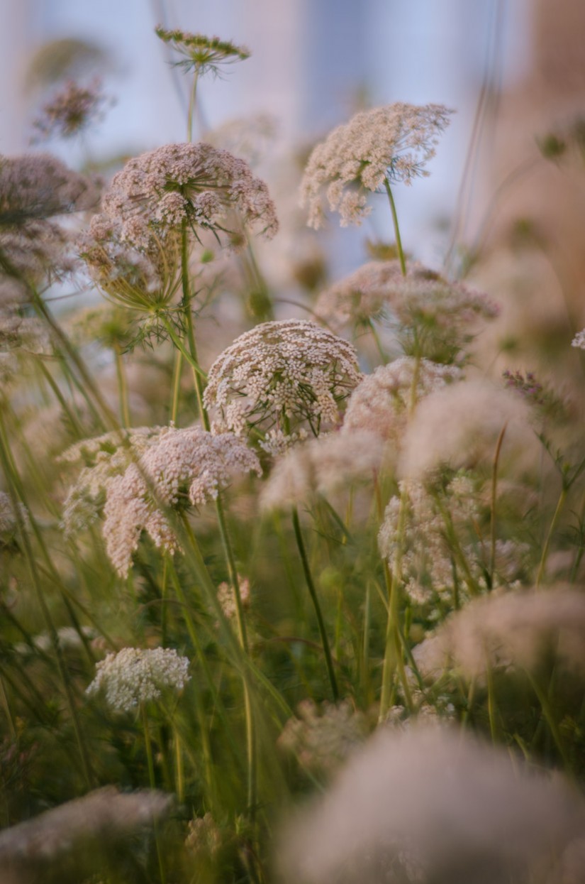 Petzval 38©JamesECockroft 20140518