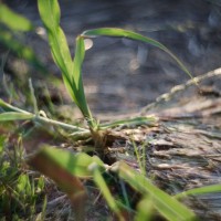 Petzval 66©JamesECockroft 20140522