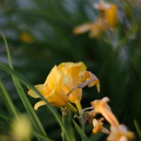 Petzval 76©JamesECockroft 20140522