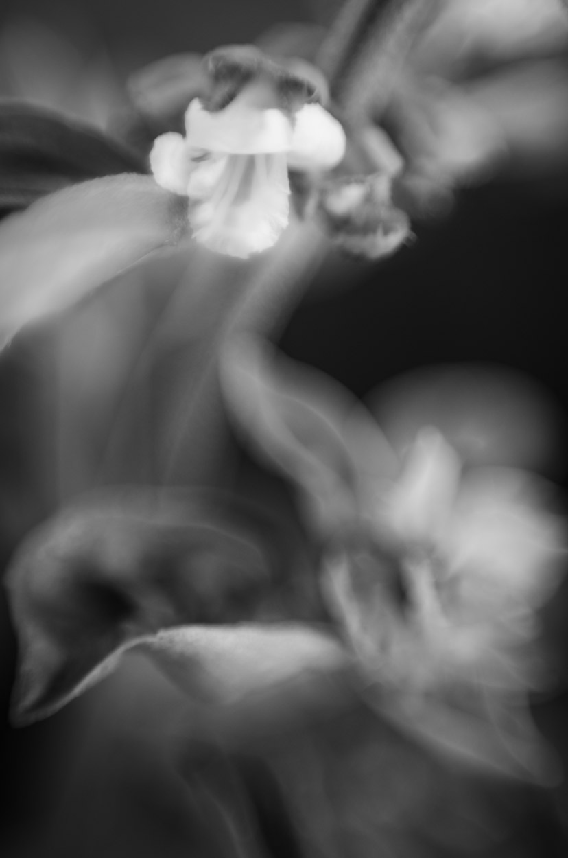 basil-flower|©JamesECockroft-20140503