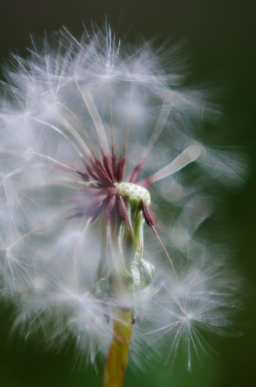 dandelion|2|©JamesECockroft-20140503