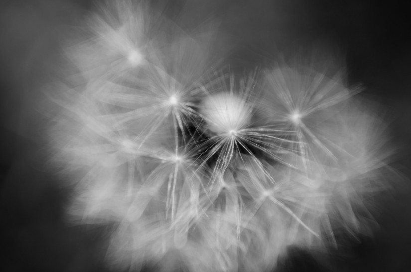 dandeliono1©JamesECockroft 20140503