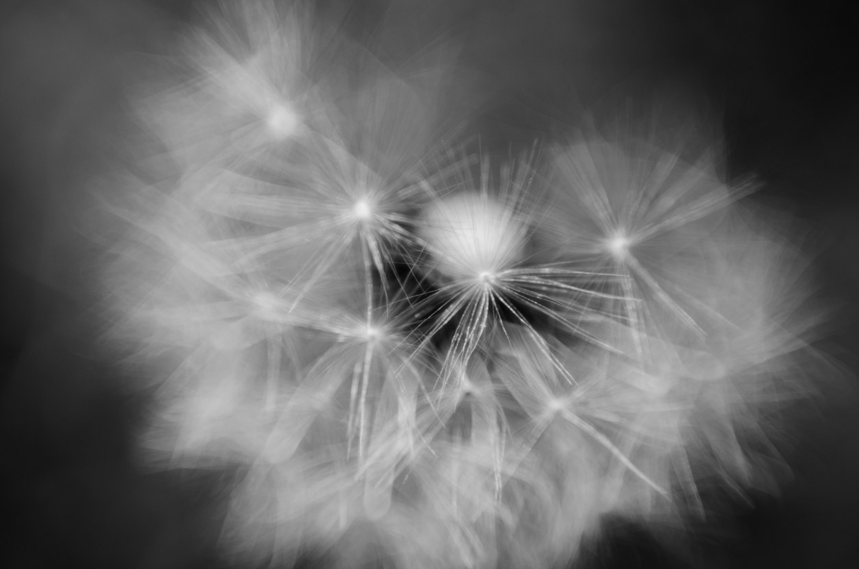 dandeliono|1|©JamesECockroft-20140503