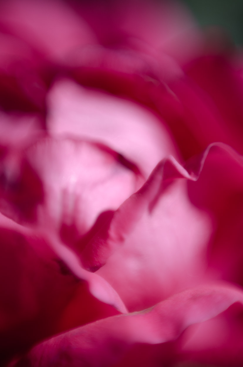 rose|1|©JamesECockroft-20140503