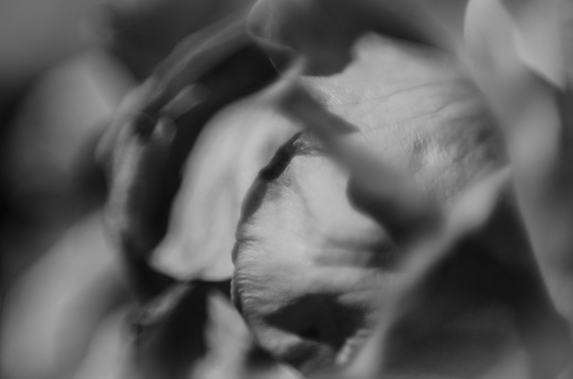 rose2©JamesECockroft 20140503