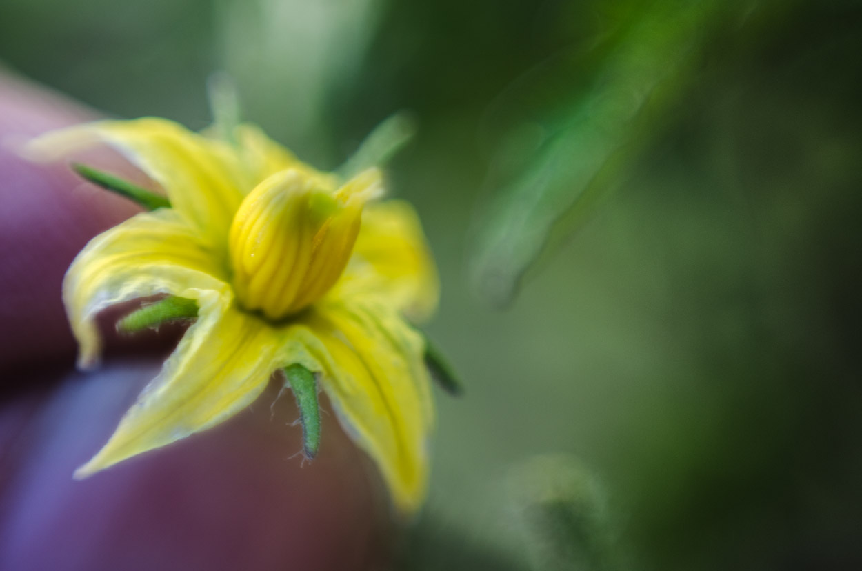 tomato|©JamesECockroft-20140503