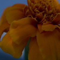 50 6022©JamesECockroft 20140607