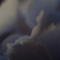 50 603©JamesECockroft 20140607