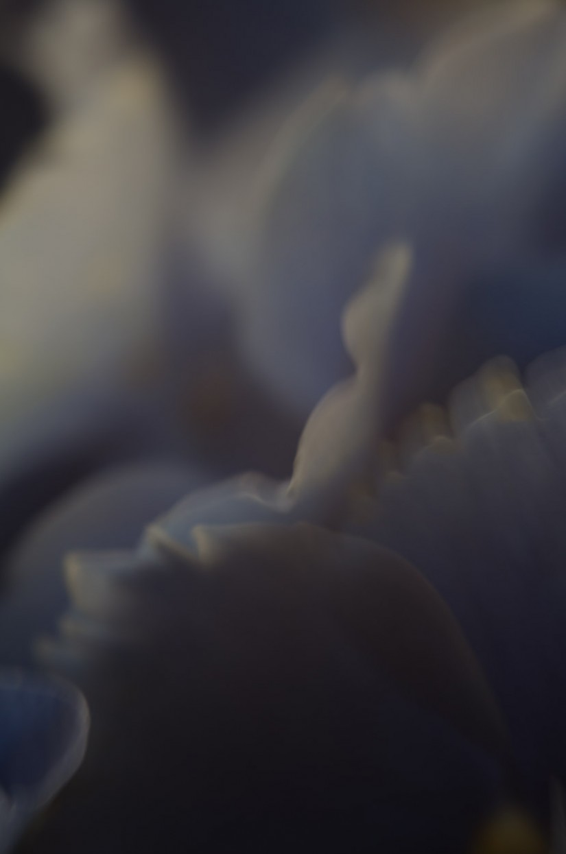 50 603©JamesECockroft 20140607