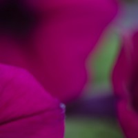 50 6052©JamesECockroft 20140607