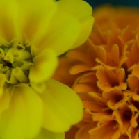 50 6054©JamesECockroft 20140607