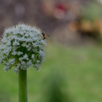 4 Ramadan7©JamesECockroft 20140702
