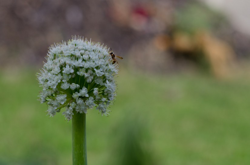 4 Ramadan7©JamesECockroft 20140702