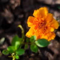 6 Ramadan13©JamesECockroft 20140704