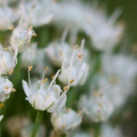 6 Ramadan1©JamesECockroft 20140704