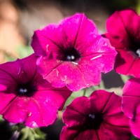 6 Ramadan6©JamesECockroft 20140704