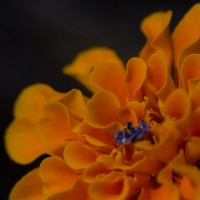 Eid Day Macro Monday15©JamesECockroft 20140728