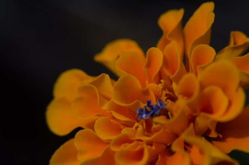 Eid Day Macro Monday15©JamesECockroft 20140728