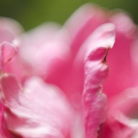 Eid Day Macro Monday1©JamesECockroft 20140728