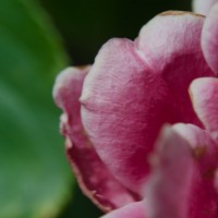 Eid Day Macro Monday4©JamesECockroft 201407281