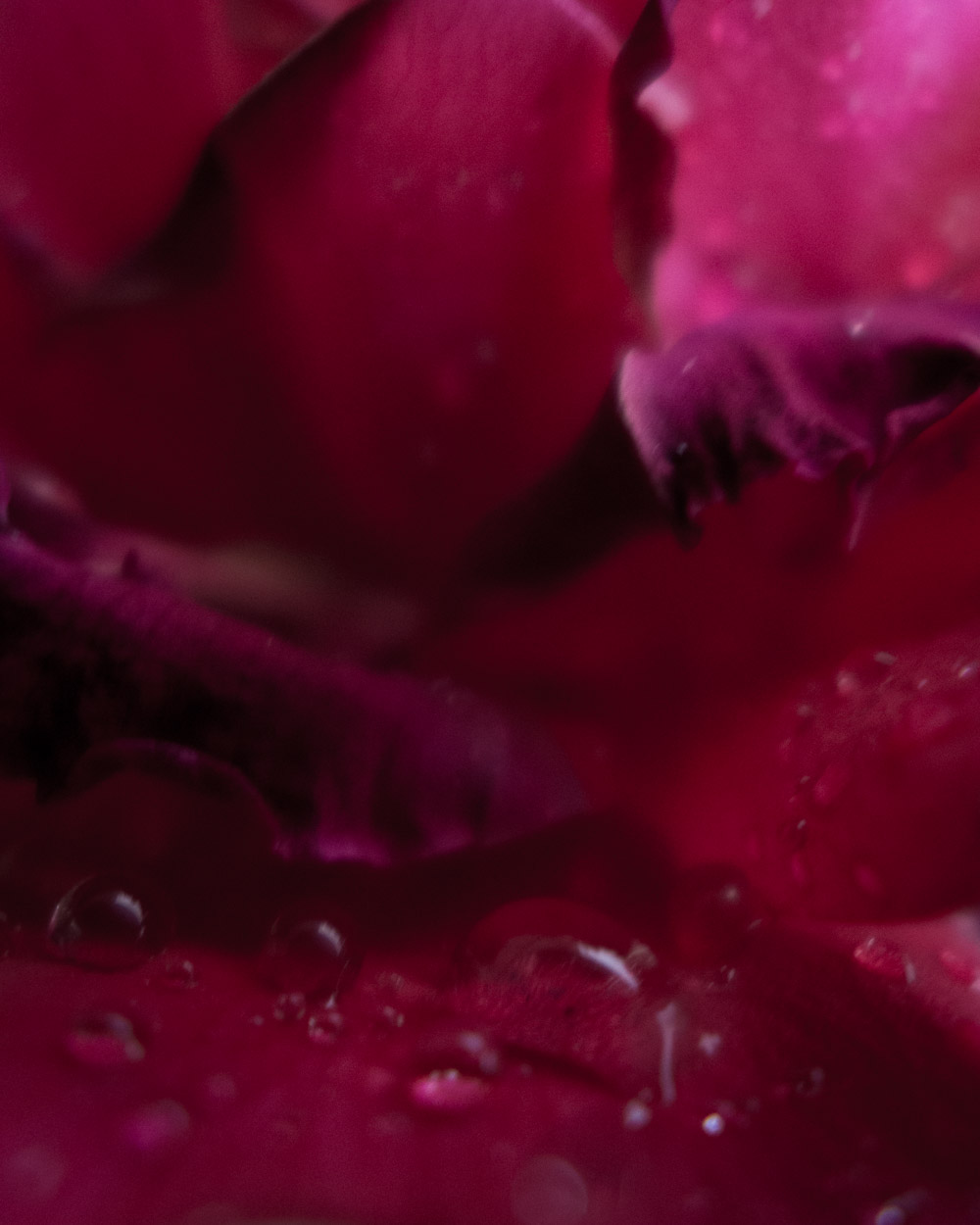 lx7-macro|3|©JamesECockroft-20140817
