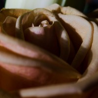 Flashing Roses19©JamesECockroft 20141012