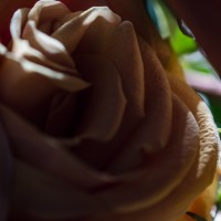 Flashing Roses8©JamesECockroft 20141012