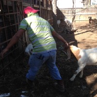 Udhiya37©JamesECockroft 20141004