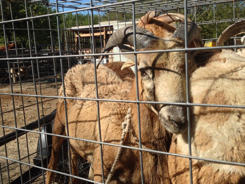 Udhiya51©JamesECockroft 20141004