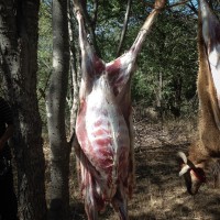 Udhiya68©JamesECockroft 20141004