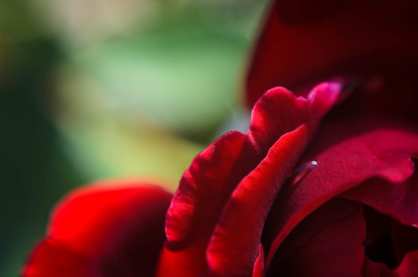 dead alive11©JamesECockroft 20121018