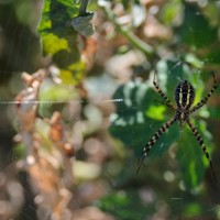 not so itsy bitsy1©JamesECockroft 20141025