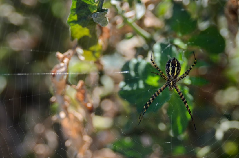 not so itsy bitsy1©JamesECockroft 20141025