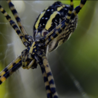 not so itsy bitsy2 crop100©JamesECockroft 20141025