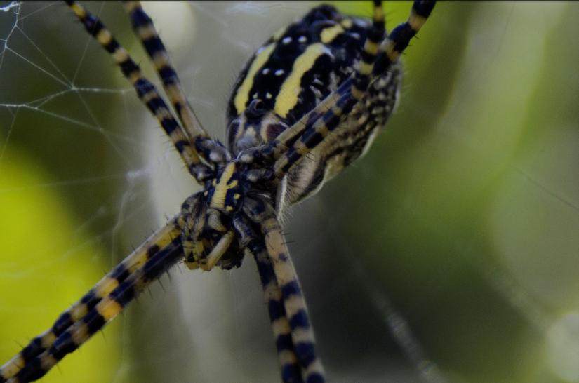 not so itsy-bitsy|2-crop100|©JamesECockroft-20141025