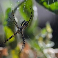 not so itsy bitsy2©JamesECockroft 20141025