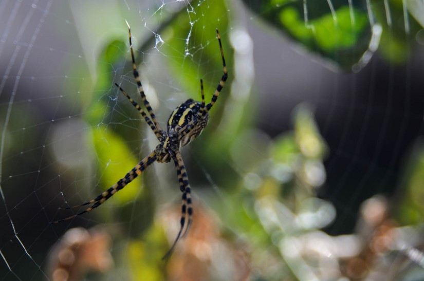 not so itsy-bitsy|2|©JamesECockroft-20141025