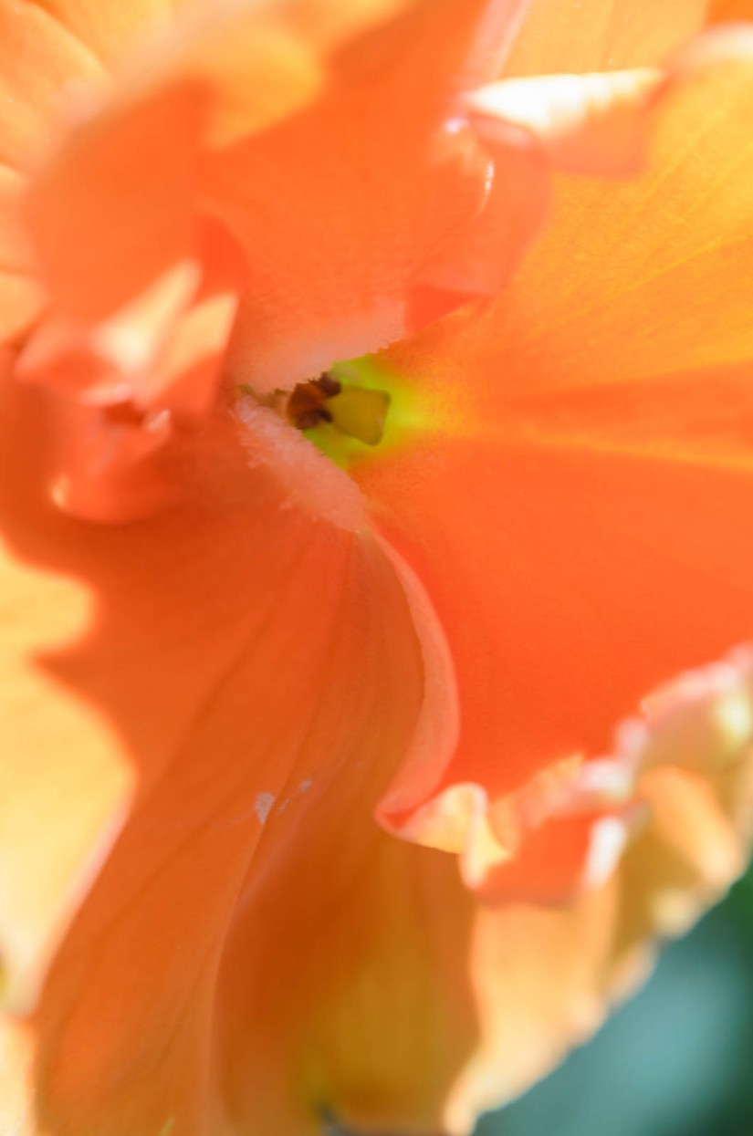 Fall Flowers19©JamesECockroft 20141109