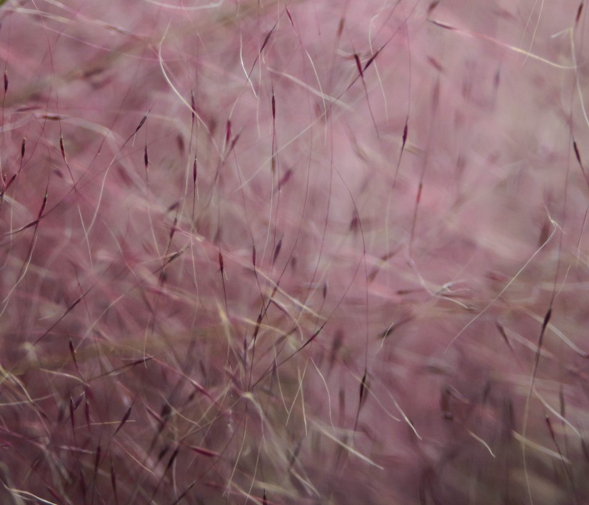 at the nursery1©JamesECockroft 20141101