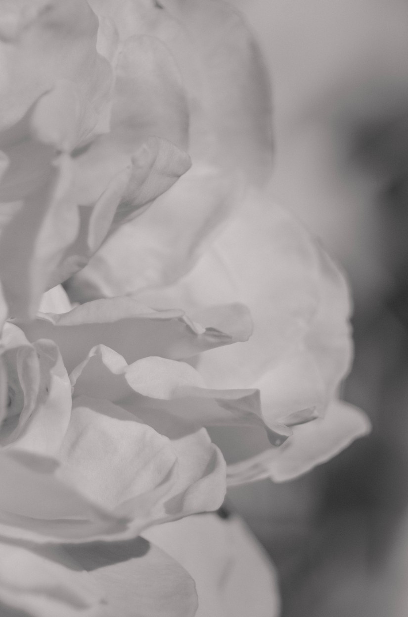 at the nursery3©JamesECockroft 20141101