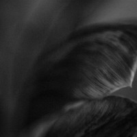 Ageing Tulips2©JamesECockroft 201402011