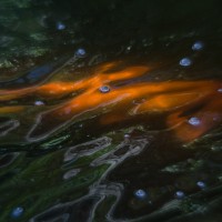 Fort Worth Botanical Gardens D7000123©JamesECockroft 20140104