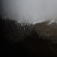 Petzval Macro11©JamesECockroft 20140927