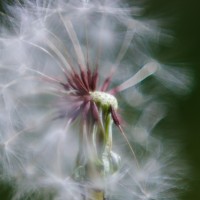 dandelion2©JamesECockroft 20140503